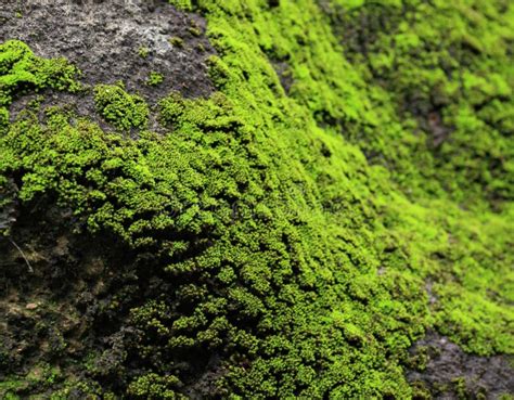 Moss On Rock Stock Image Image Of Nature Lush Environment 13009503