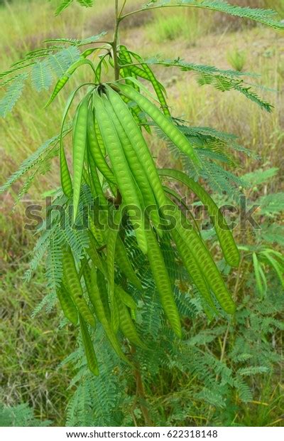 Acacia Tree Garden Stock Photo 622318148 Shutterstock