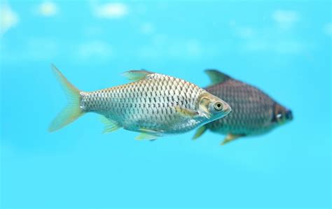 Java Barb Fish Barbonymus Gonionotus Swimming In Aquarium Premium