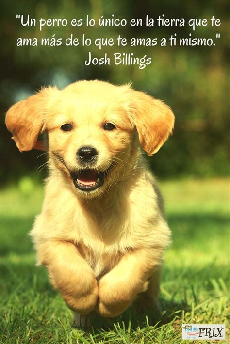 Día del perro sin raza 28 de mayo. Frases de Mascotas - Ésta es nuestra Frase del día, y en ...