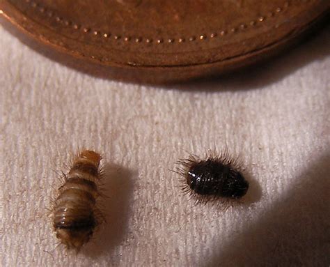 Bed Bug Larvae Vs Carpet Beetle Larvae Bangdodo