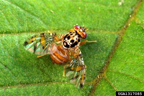 Mediterranean Fruit Fly Medfly Ceratitis Capitata