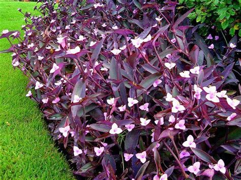 Purple Heart Creeping Perennial Ground Cover Porch Plants Live