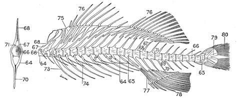 Fish Skeleton Labeled