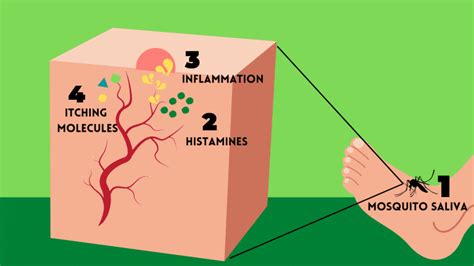 Why Do Mosquito Bites Itch And Swell Smore Science Magazine