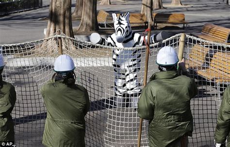 Tokyo Zoo Staff Practise Catching Animals By Chasing Man Dressed As A