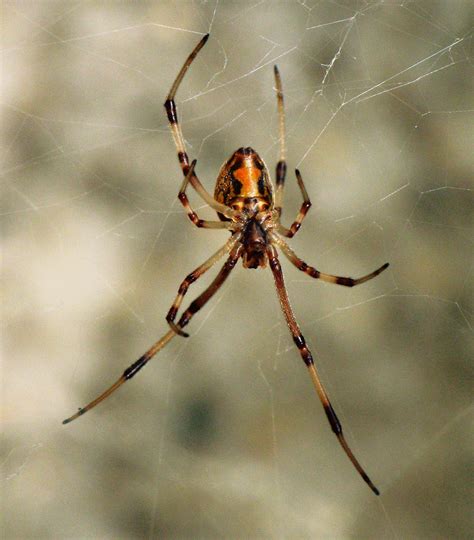 Brown Widow Spider From Florida Pic 2 Biological Science Picture