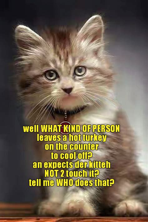 A Person Who Never Lived With A Cat Before Catsprotection Funny