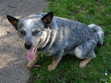 The name 'heeler' comes from the dog's habit of nipping at cattle's heels, while herding them. blue heeler puppy - Platpets - Training Resources For Your Pet