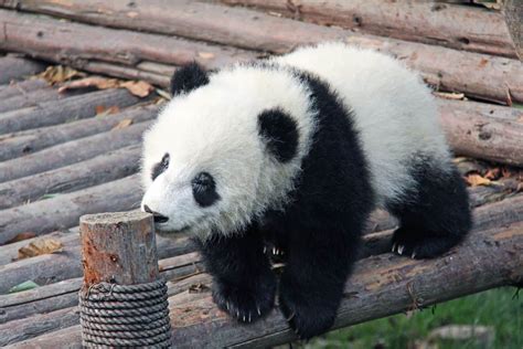 10 Surprising Facts About Baby Pandas Wildlife Informer