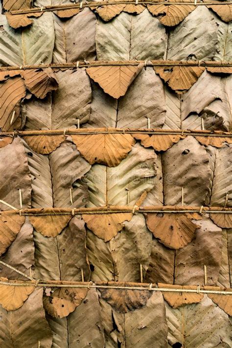 Dry Leaves Roof Stock Photo Image Of Natural Roof 104719026