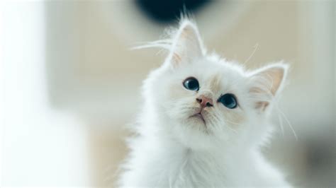 Download Wallpaper 3840x2160 Kitten Pet Glance White