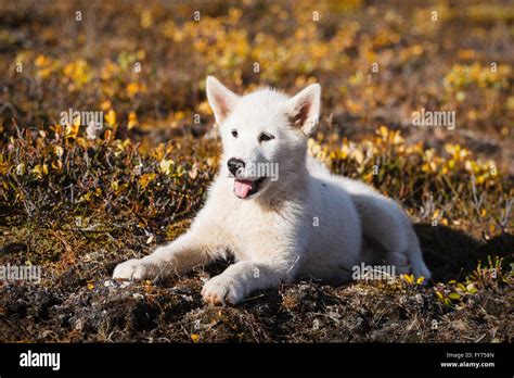 Greenland Dog Or Greenland Husky Puppy Greenland Stock Photo Alamy