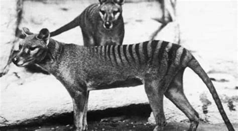 Tasmanian Tigers Are Extinct Why Do People Keep Seeing