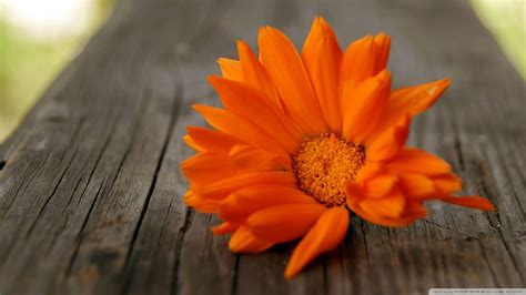 Orange Flowers Wallpapers Wallpaper Cave