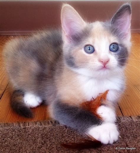 Adoptable Dilute Tortie Cute Cats And Kittens Cute Cats Kittens Cutest