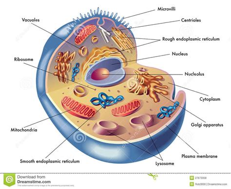 Celula Humana Y Sus Partes Tipos De Celulas Del Cuerpo Humano Images