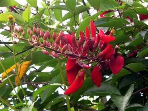 Árbol De Colorín Propiedades Misticismo Gastronomía Y Arte