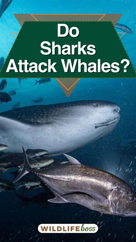 Do Sharks Attack Whales Not Always Heres Why