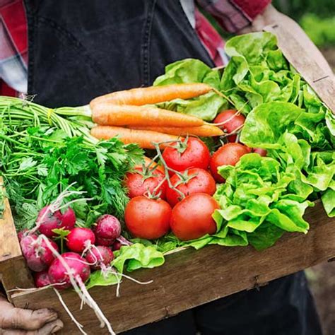 The natural way to attract beneficial insects and avoid the use of pesticides. An In-Depth Companion Planting Guide - Organic Gardening ...