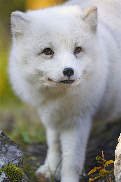 Arctic Fox Fox Animal Glance Furry Wildlife Hd Phone Wallpaper