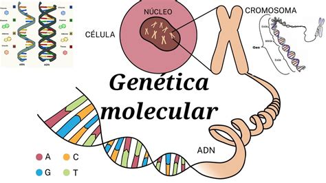 ¿cuál Es La Diferencia Entre Biología Molecular Y Genética Molecular