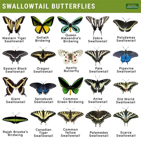Swallowtail Word Of The Day English The Free Dictionary Language