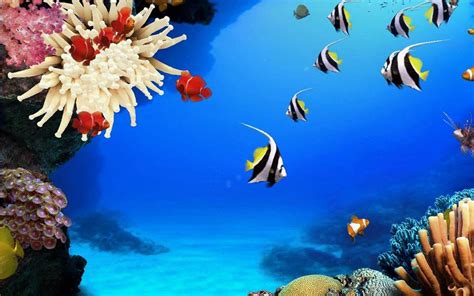 Peces De Los Arrecifes De Coral Fondos De Pantalla Coral Reef