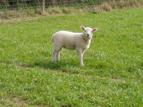 Filea Little Lamb