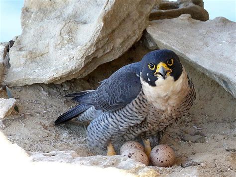 Peregrine Falcon Nesting A Complete Guide Birdfact