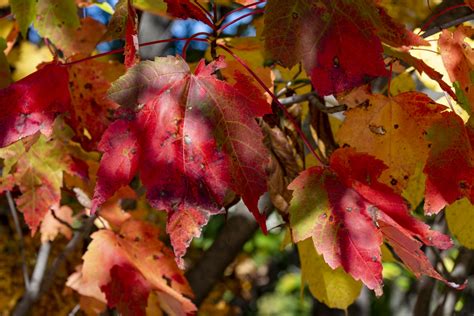 Autumn Leaves Free Stock Photo Public Domain Pictures