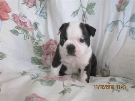 It's also free to list your available puppies and litters on our site. AKC Boston terrier puppies for Sale in Janesville, Wisconsin Classified | AmericanListed.com