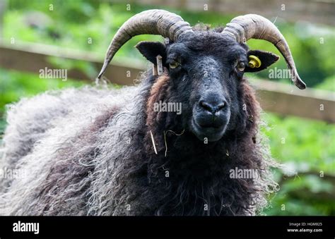 Baa Baa Black Sheep Hi Res Stock Photography And Images Alamy