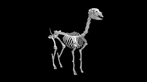 Alpaca Skeleton 3d Model Rigged And Low Poly Team 3d Yard