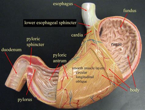 This is a professional 45cm tall torso human body anatomical model for teaching & learning use. stomach model - Google Search | Anatomy models labeled ...