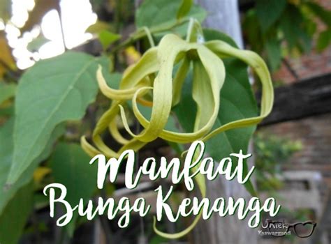 Bunga kenanga mempunyai bentuk yang sangat cantik namun siapa sangka di balik kecantikannya ternyata bunga ini juga. Heart of Mine: Manfaat Bunga Kenanga