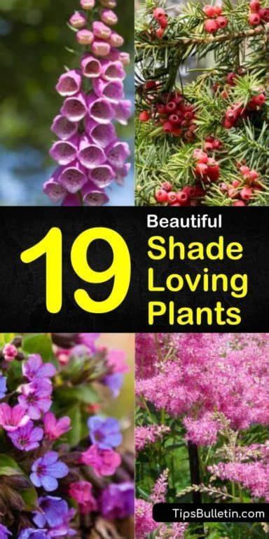 19 Beautiful Shade Loving Plants Shade Tolerant Plants Plants Shade