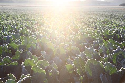 El Cultivo Del Brócoli La Pandi