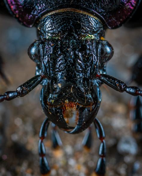 macro photography of insect head photo - Free Insect Image on Unsplash