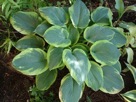 Hfrances Williams Hosta Frances Williams Hostas Day Lilies