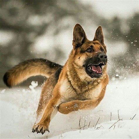 German Shepherd Dog Breed Information And Pictures Amazing Pets