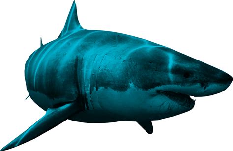 Shark Png Image Png All Png All