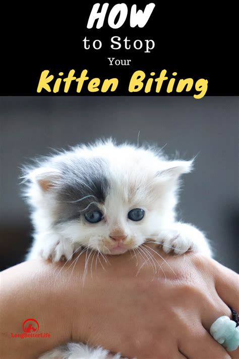 Your cat just had kittens and you're wondering if you can move them? 5 Simple Tips to Stop Your Kitten Biting in 2020 | Kitten ...