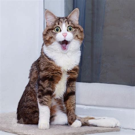 This Cat Is Very Very Happy 😄 😃 Happycat Laughingcat Excitedcat
