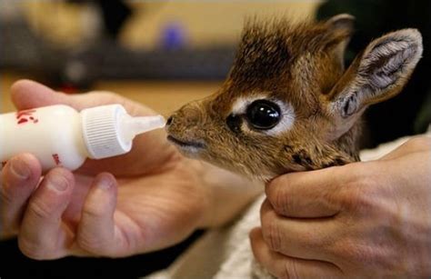 30 Extremely Adorable Baby Animals 30 Pics Amazing