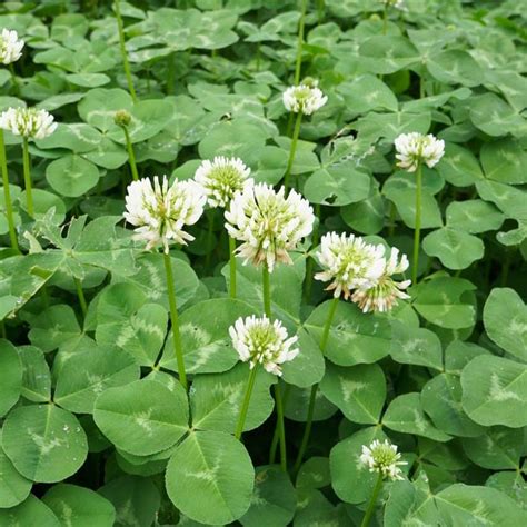 White Clover Dutch Clover Trifolium Repens My Garden Life