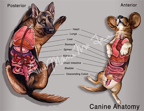 Medical Illustration On Behance