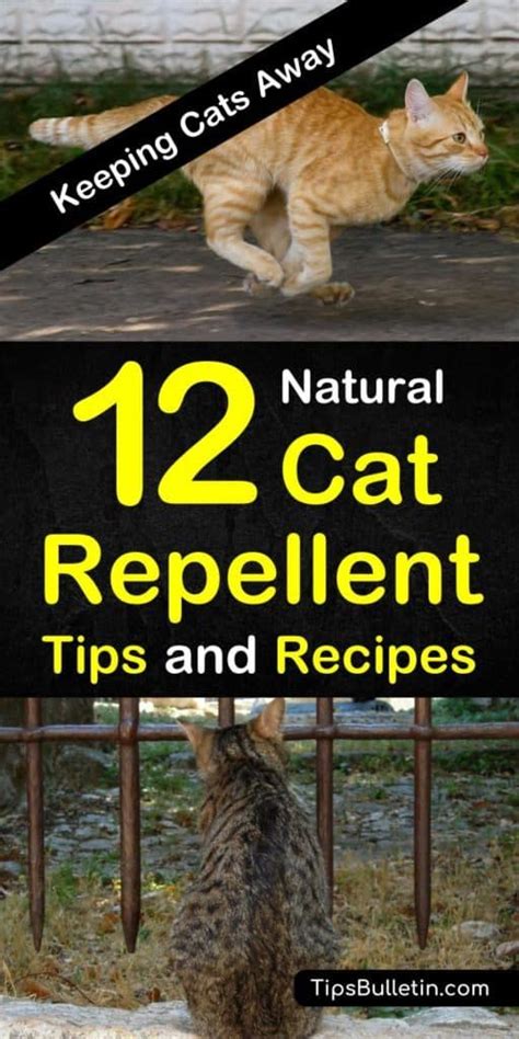 It is plectranthus 'sumcol 01' and you would need to buy enough to cover whatever area you. Keeping Cats Away - 12 Natural Cat Repellent Tips and ...