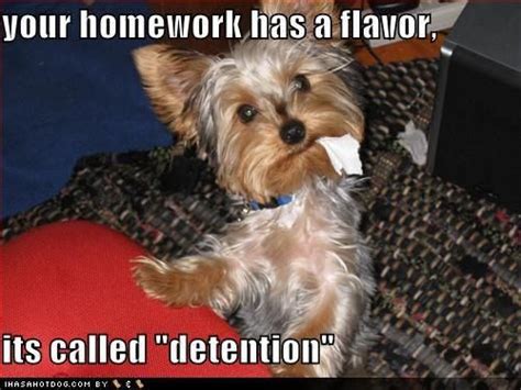 Uh Ohbusted Dog Humor Yorkies Yorkie Dogs Baby Puppies