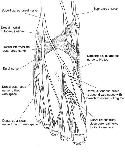 Diagram Of The Foot Nerve Foot Anatomy Human Body Systems